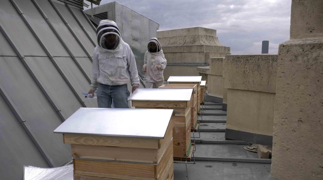 Les abeilles sur le toit du Grand Palais