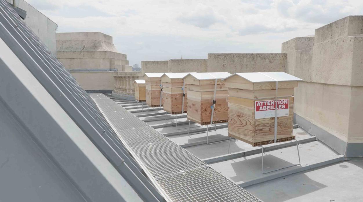 Les abeilles sur le toit du Grand Palais