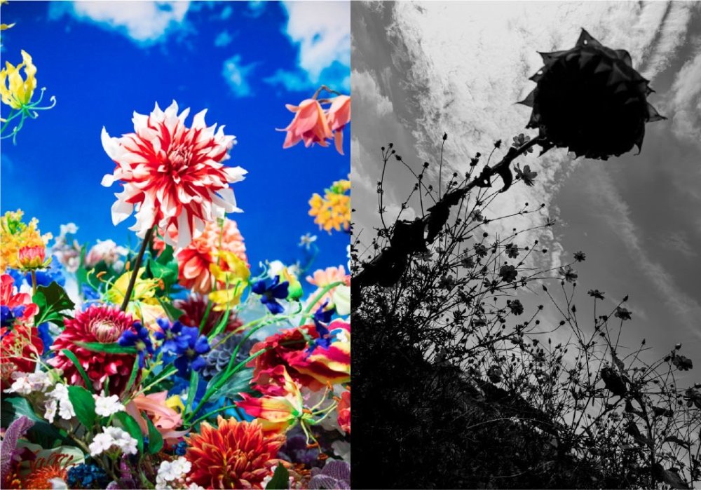 Deux photos de fleurs côte à côté (une en couleur, l'autre en noir et blanc)