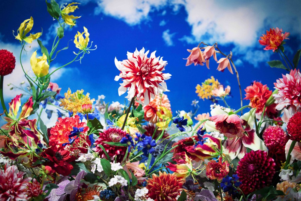 Visuel d'œuvre de Mika Ninagawa