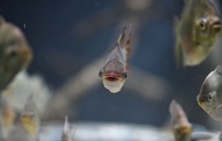 Poissons à l'aquarium tropical de Paris