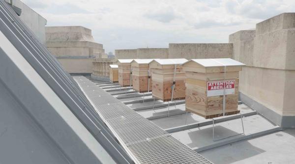 Les abeilles sur le toit du Grand Palais