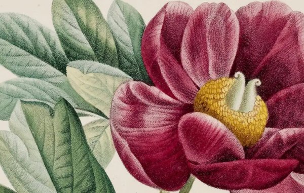 pierre-joseph redoute, paeonia daurica
