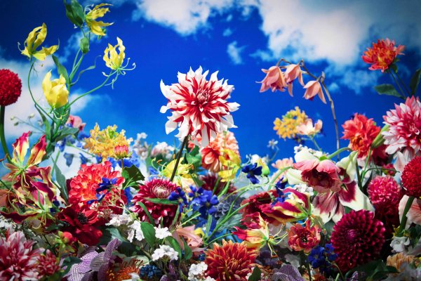 Visuel d'œuvre de Mika Ninagawa