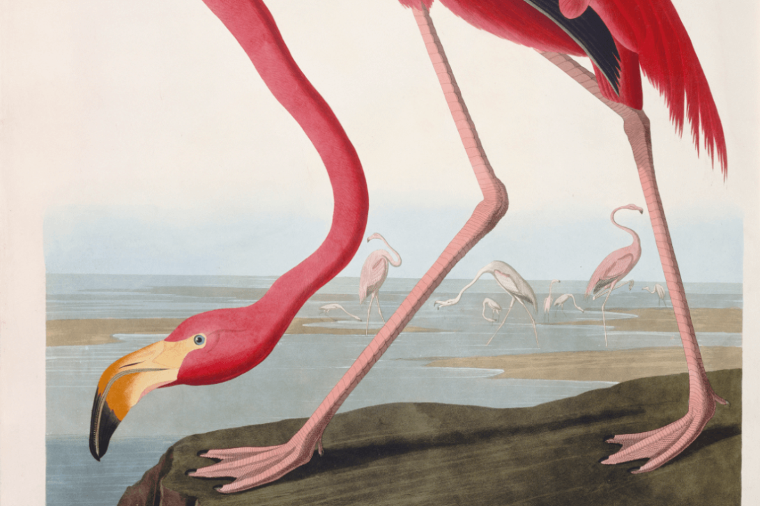 Ouvrage "Les oiseaux d'Amérique"