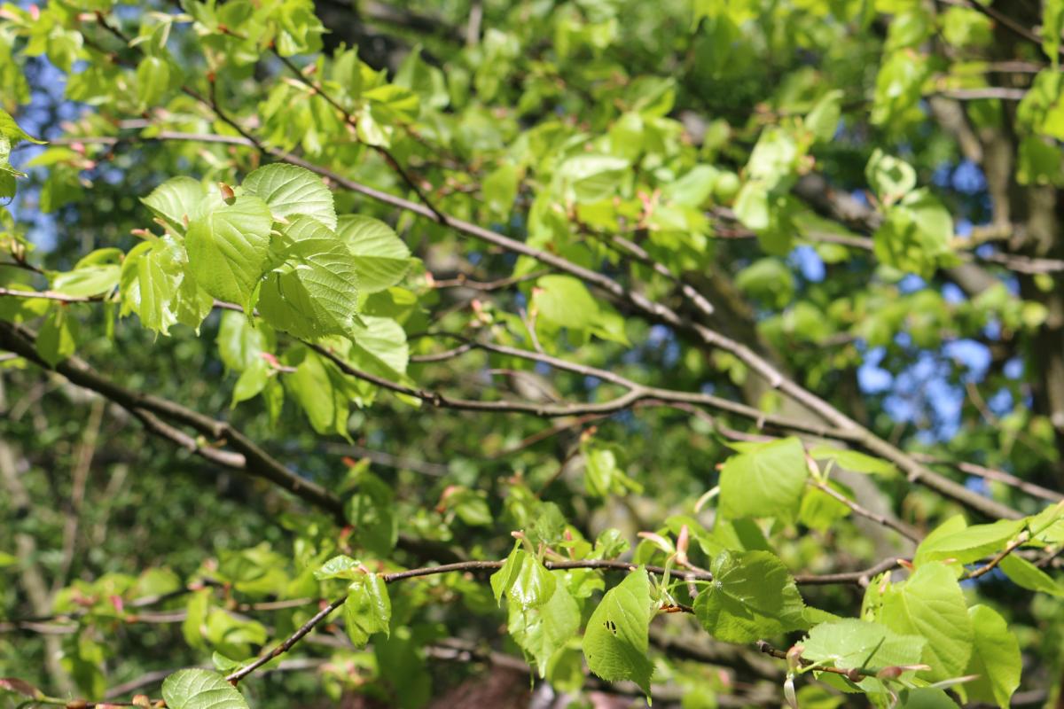 Au printemps, mangez des feuilles de tilleul !